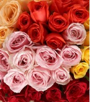50 Mix Fresh cut Color Roses Bunch 