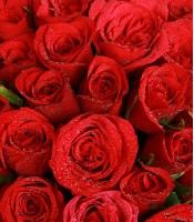 50 Roses Happiness Bunch