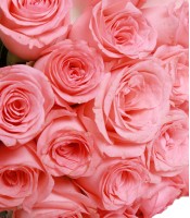 20 Charming Pink Roses Flower Bunch