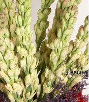 Divine Tuberoses Bunch 