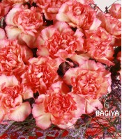 Orange Carnations Love