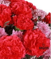 Royal Carnations
