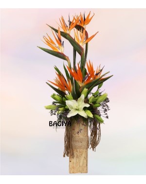 Paradise Blooms Lily