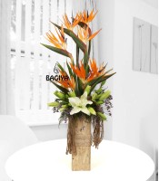 Paradise Blooms Lily