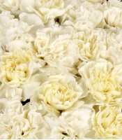 Red and White Box Bouquet