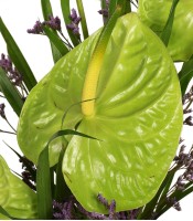 Exotic Green Anthuriums