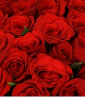 30 Red Roses Box Bouquet