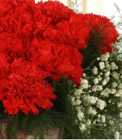 Bed of Red Carnation 
