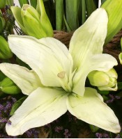 Tube Roses and Lilly 