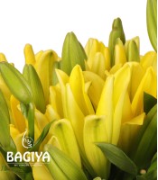 Red Mokaro and Lilies Vase