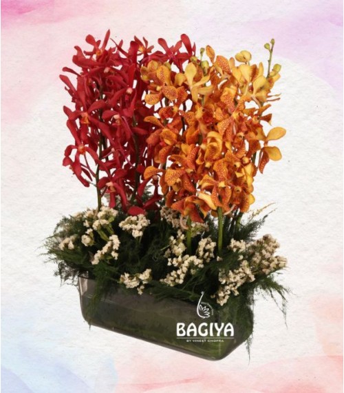  Cute Flames -12 Mokaro Orchids