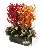  Cute Flames -12 Mokaro Orchids