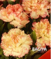 Orange Carnations Bunch