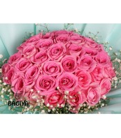 50 Pink Roses in Beautiful Wrapping