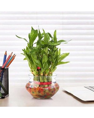 3 Layer Bamboo Plant Gift