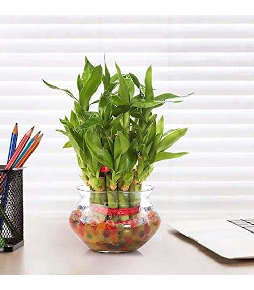 3 Layer Bamboo Plant Gift